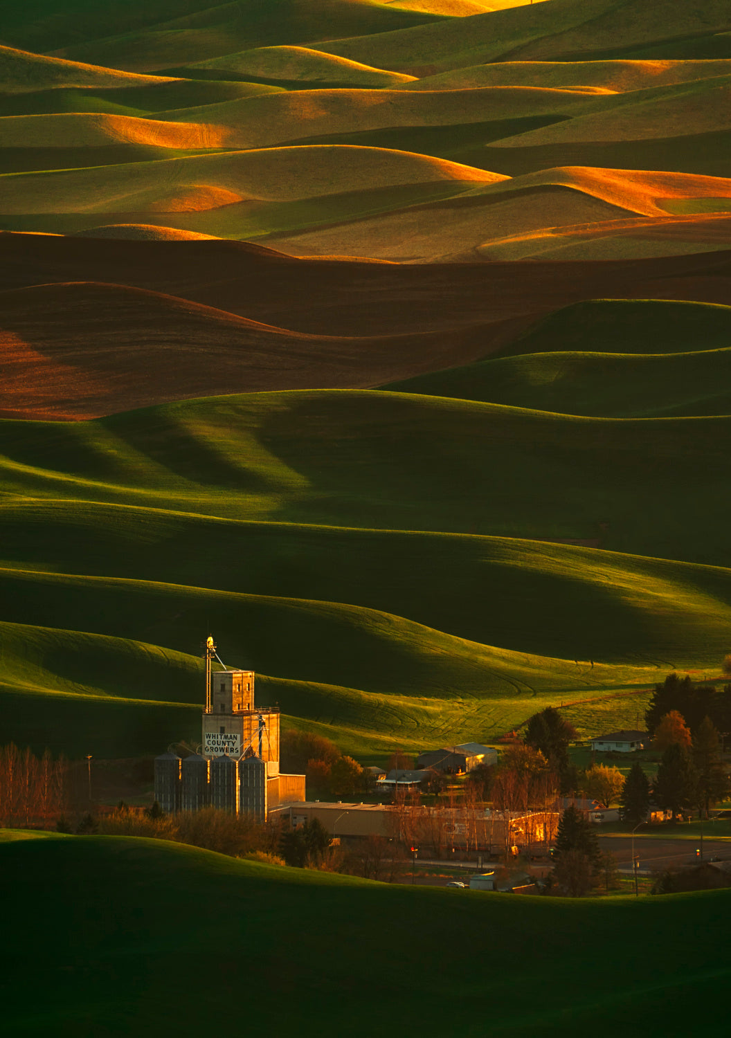 Palouse Rolling Hills Poster och Canvastavla