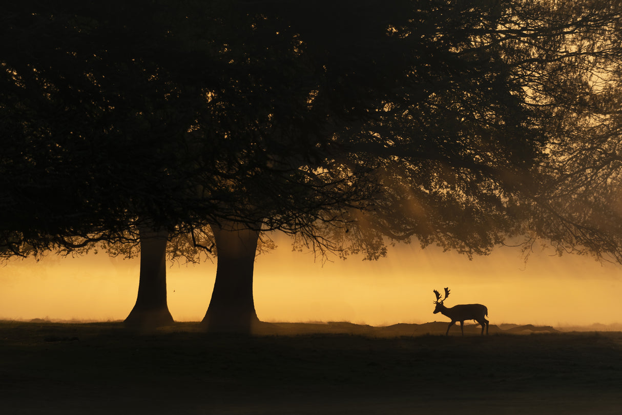 European Fallow Deer Poster och Canvastavla