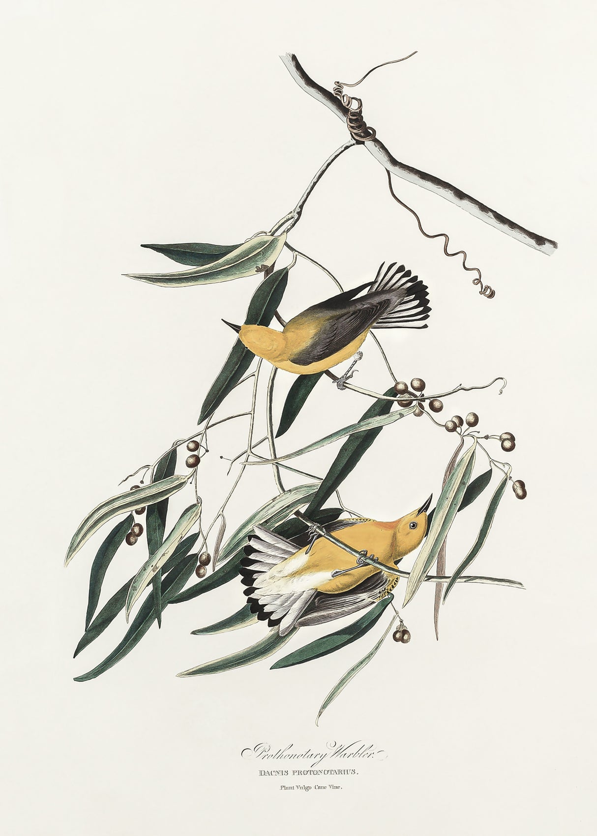 Prothonotary Warbler From Birds of America (1827) Poster och Canvastavla