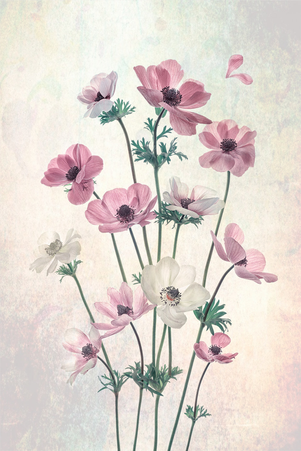 Pretty Dancing Poppies Poster och Canvastavla