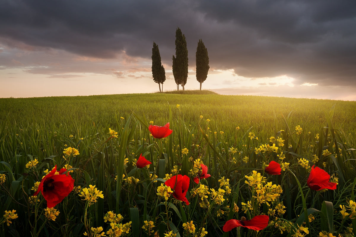 Blooming Tuscany Poster och Canvastavla