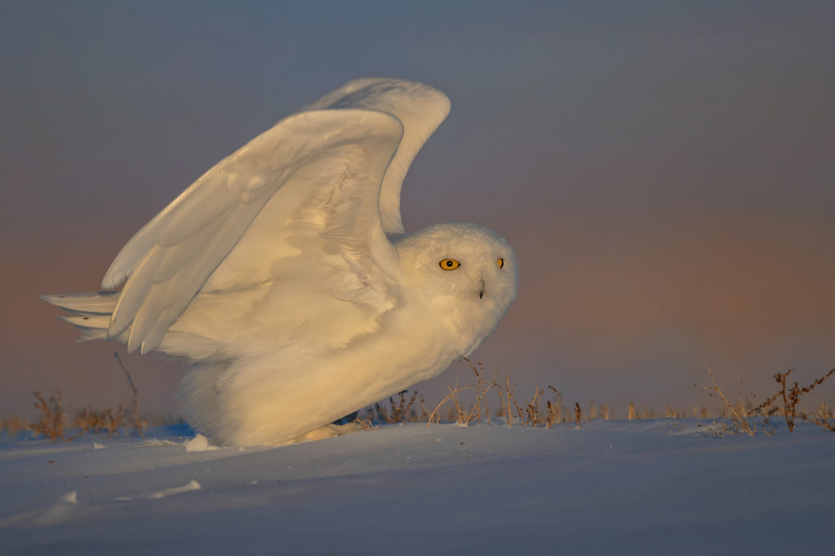Snowy Owl Taking Off Poster och Canvastavla