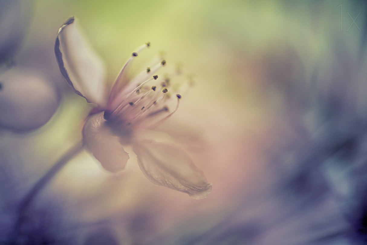 The dream of a bee Poster och Canvastavla