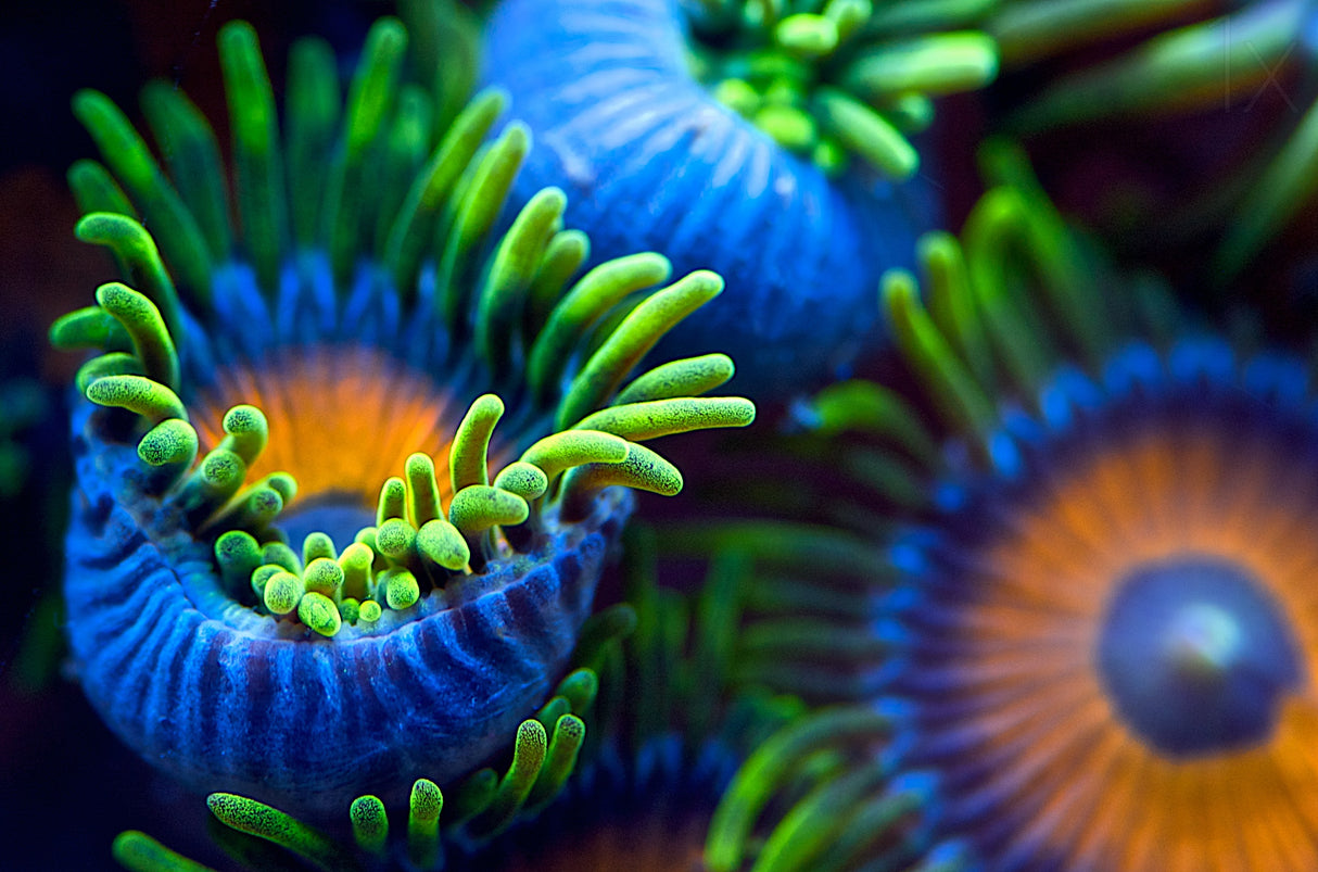 The colors of the reef II Poster och Canvastavla