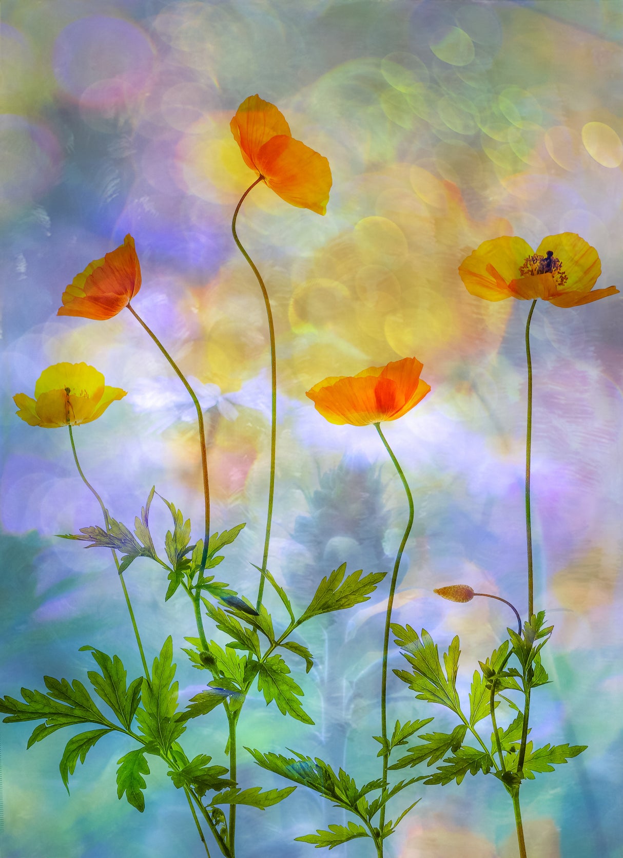rainbow colours Poster och Canvastavla