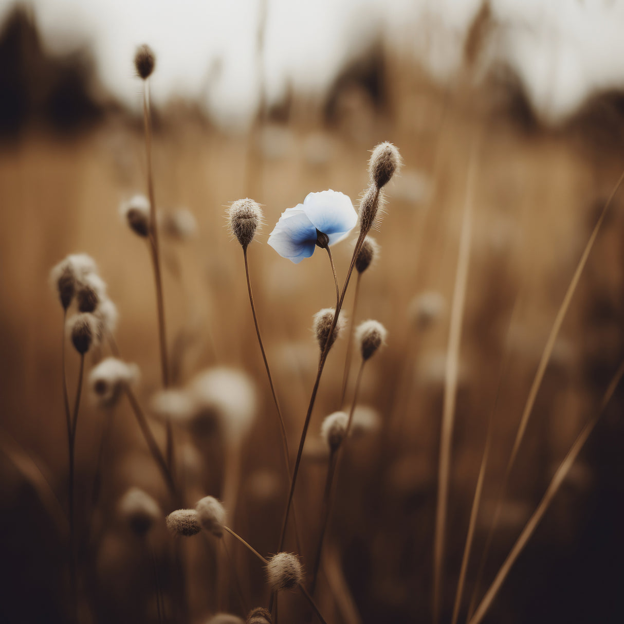 Blue Corn Flowers No 6 Poster och Canvastavla