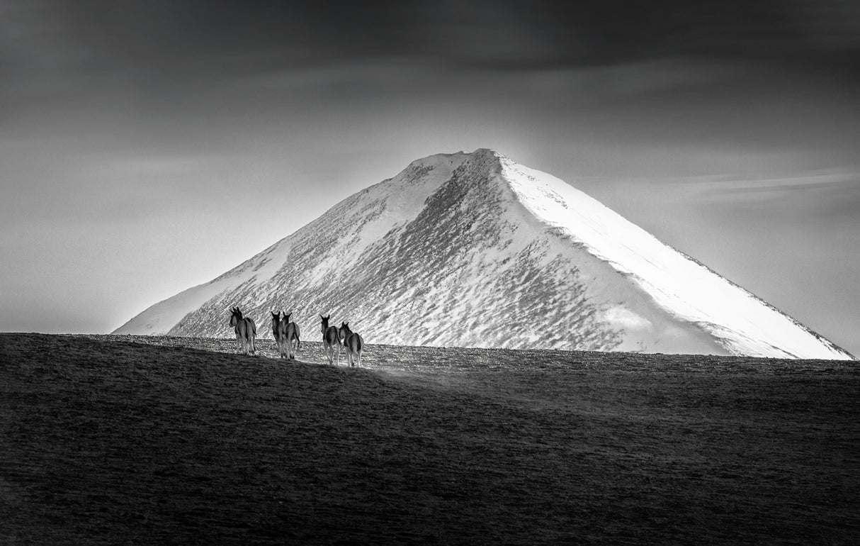 Tibetan Wild Donkeys in Himalaya Mountains Poster och Canvastavla