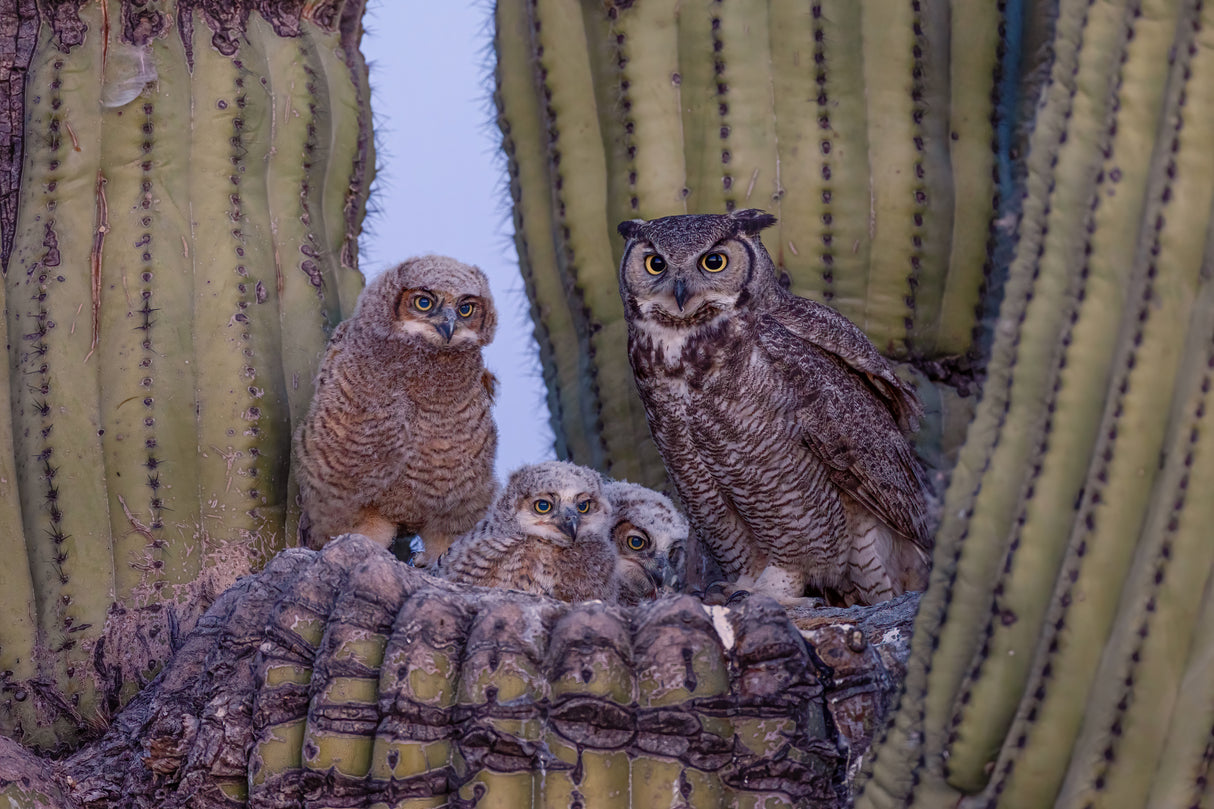 Great Horned Owl Poster och Canvastavla