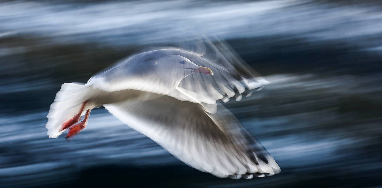 ...Panning Gull... Poster och Canvastavla