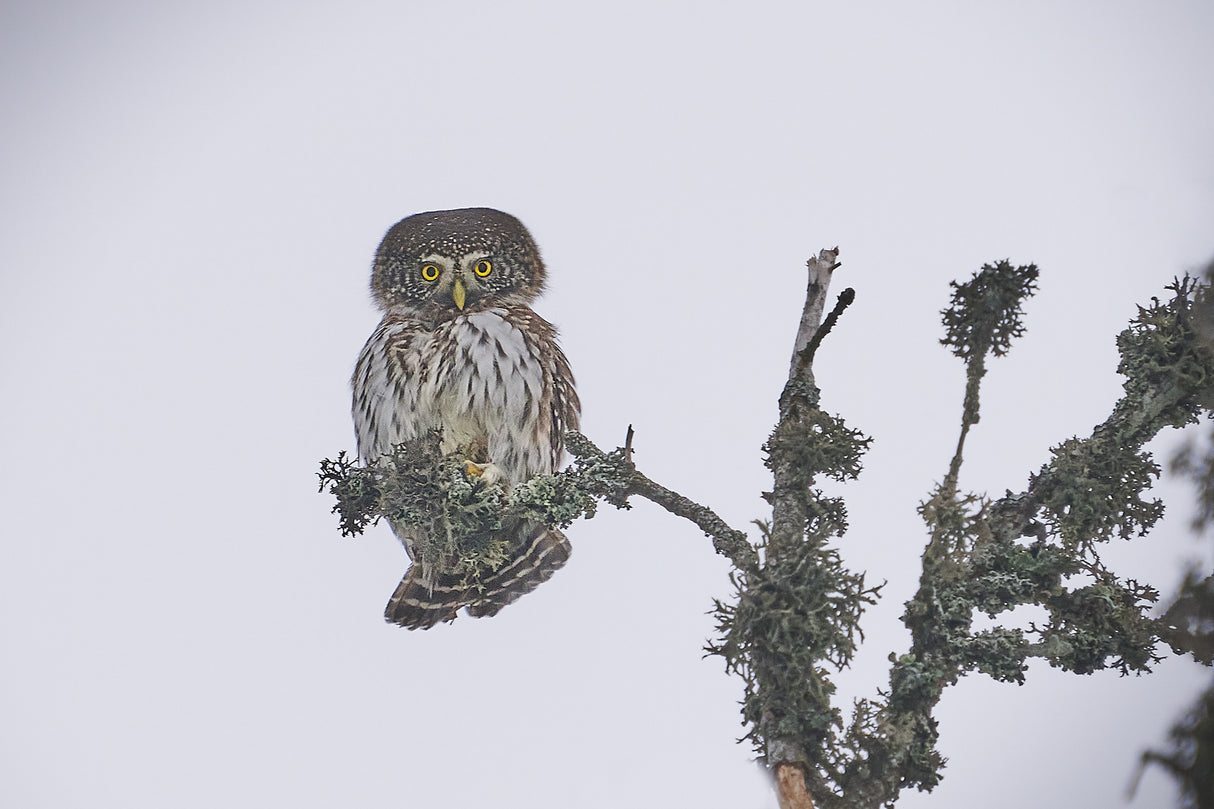 Pygmy Owl. Poster och Canvastavla