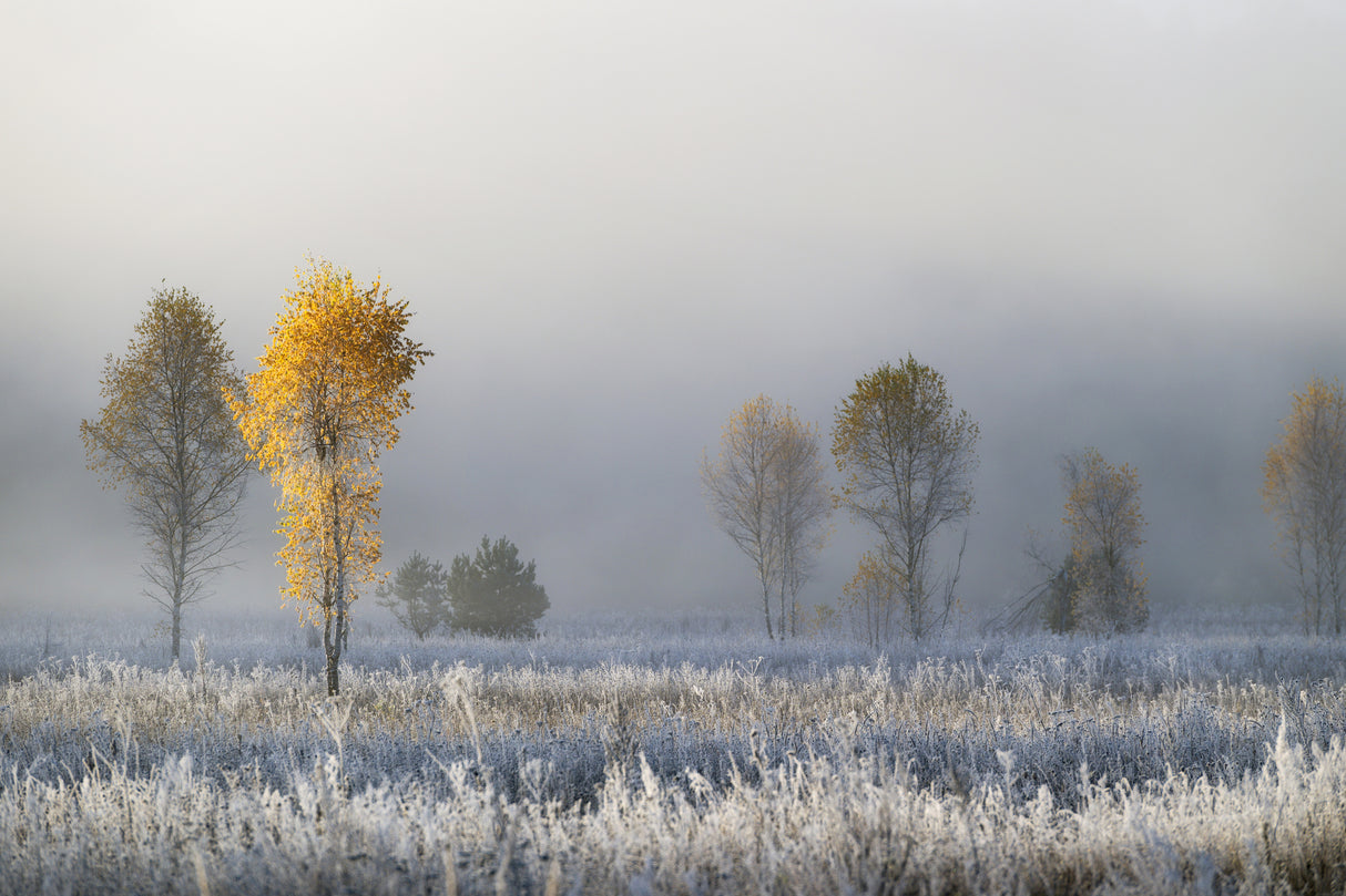 Frozen birches Poster och Canvastavla