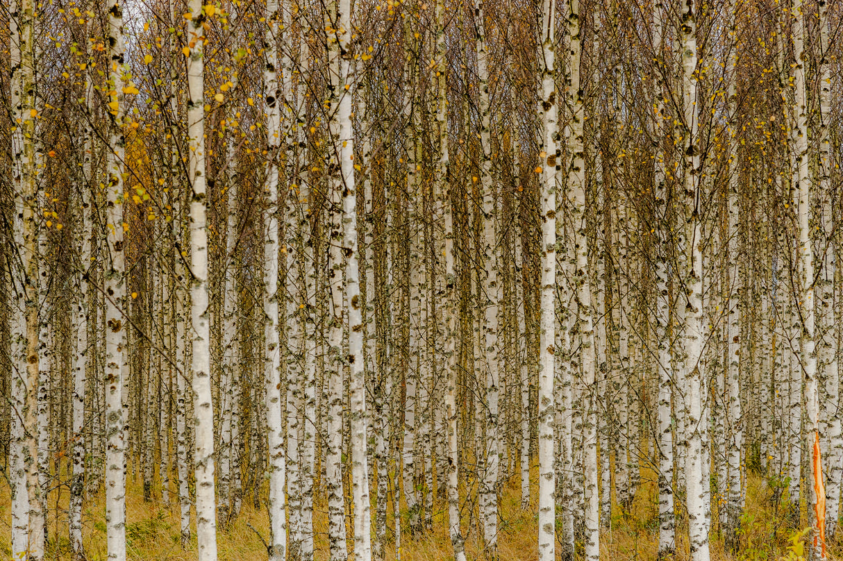 Birches Poster och Canvastavla