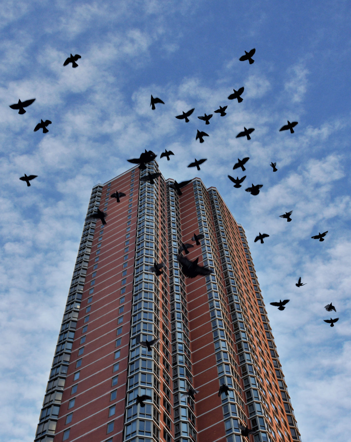 Birds over Manhattan New York Poster och Canvastavla