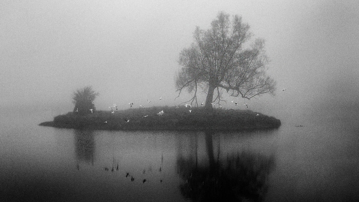 A little island in the fog Poster och Canvastavla
