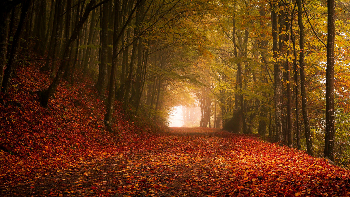 Autumn Poster och Canvastavla