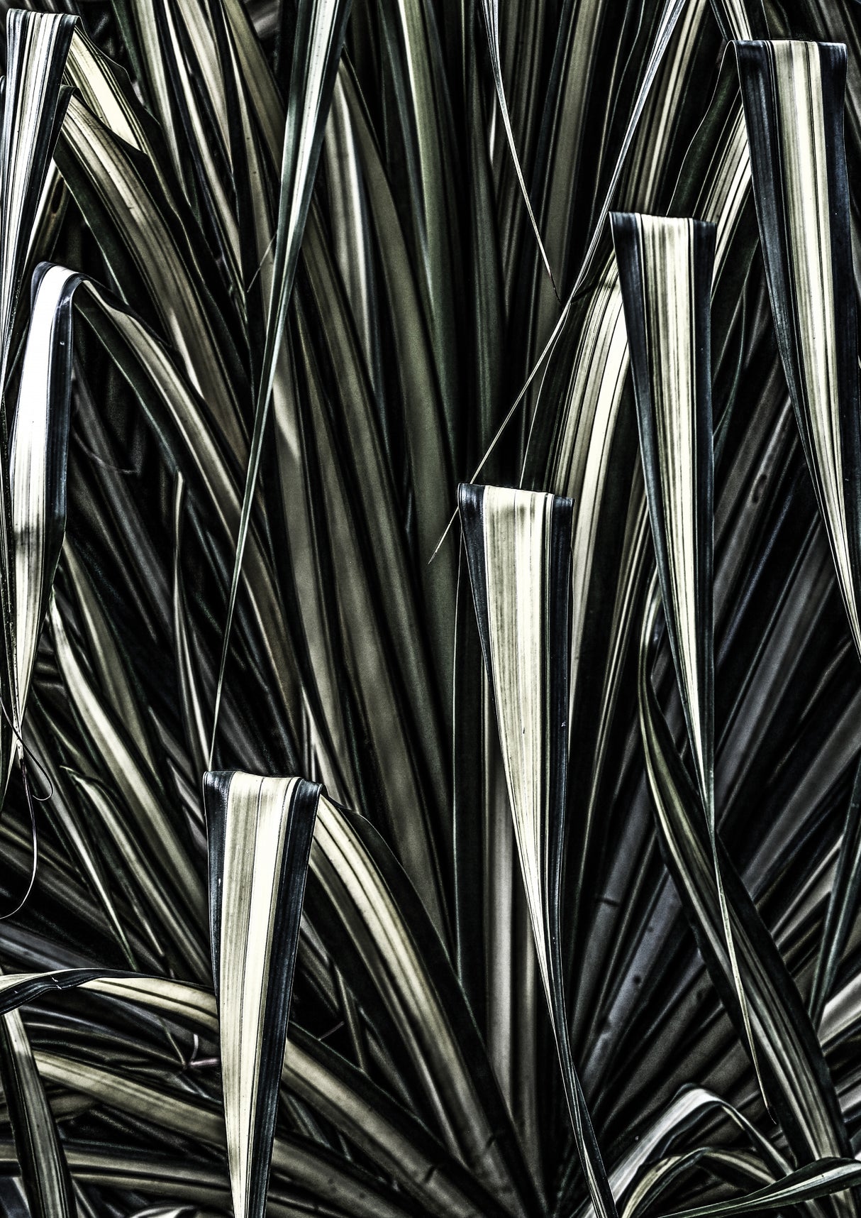 Jungle Brush Poster och Canvastavla