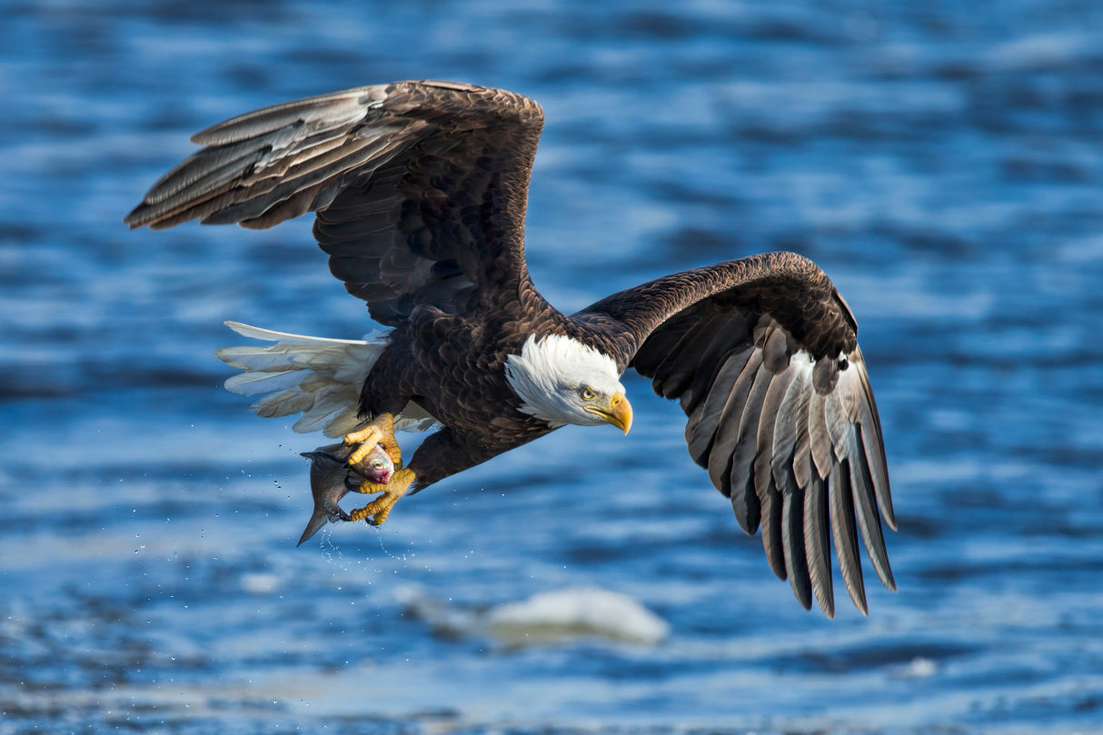 Bald Eagle Catching Fish Poster och Canvastavla