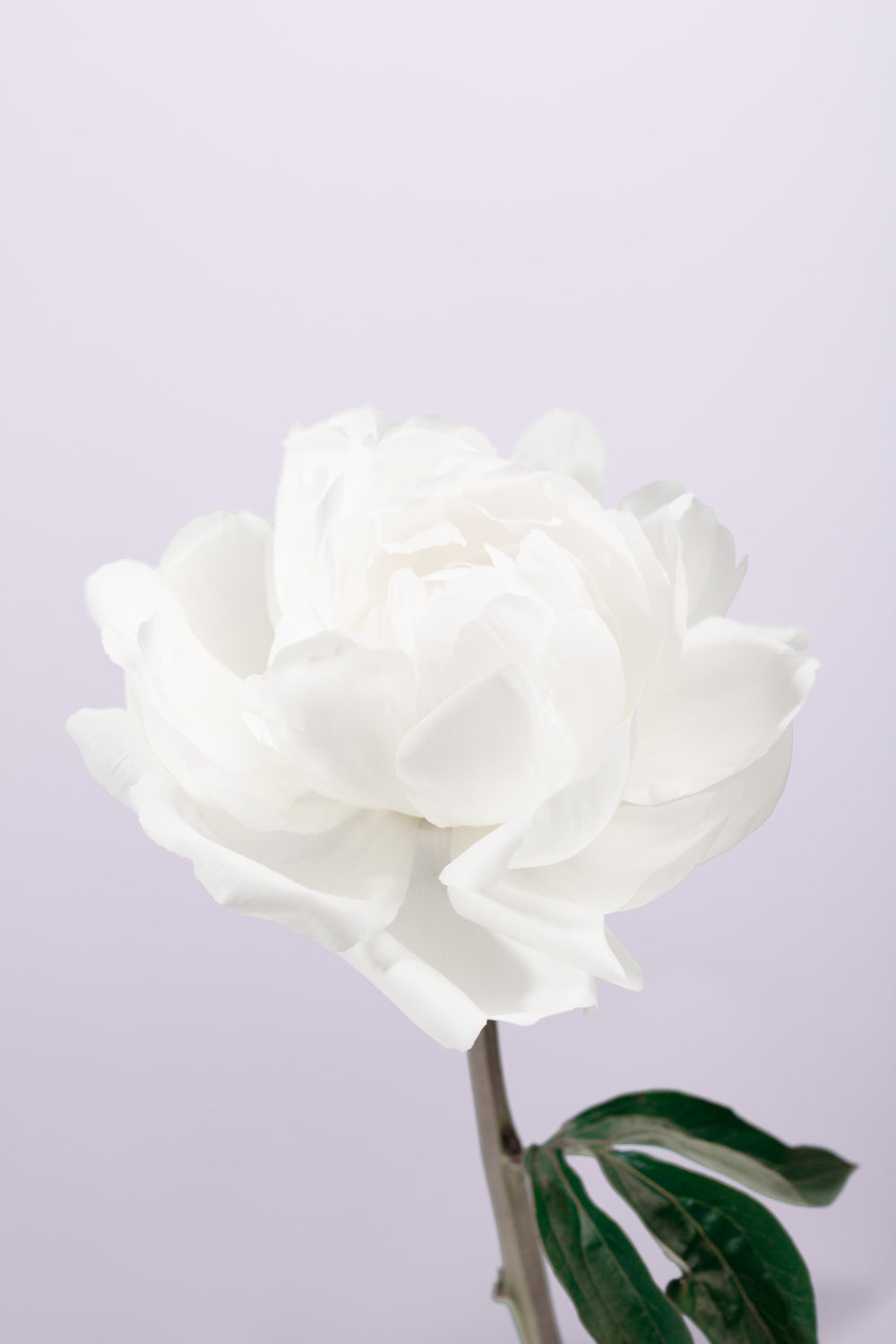 Peony_3 Poster och Canvastavla