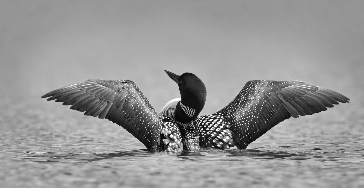 Common loon in black and white Poster och Canvastavla