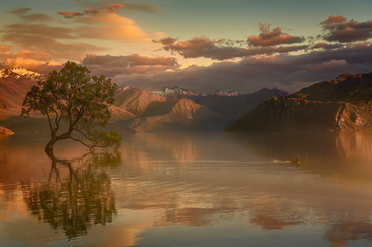Lone Tree Not Alone Poster och Canvastavla