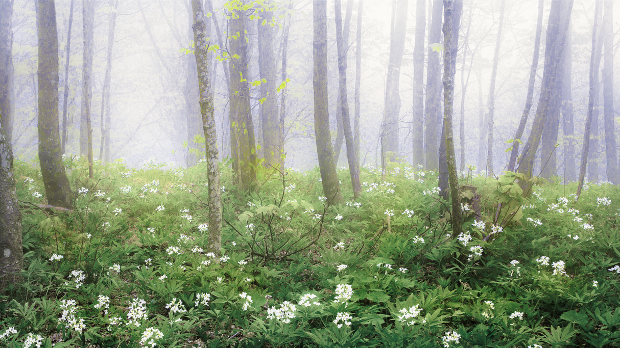 Fog in Spring Poster och Canvastavla