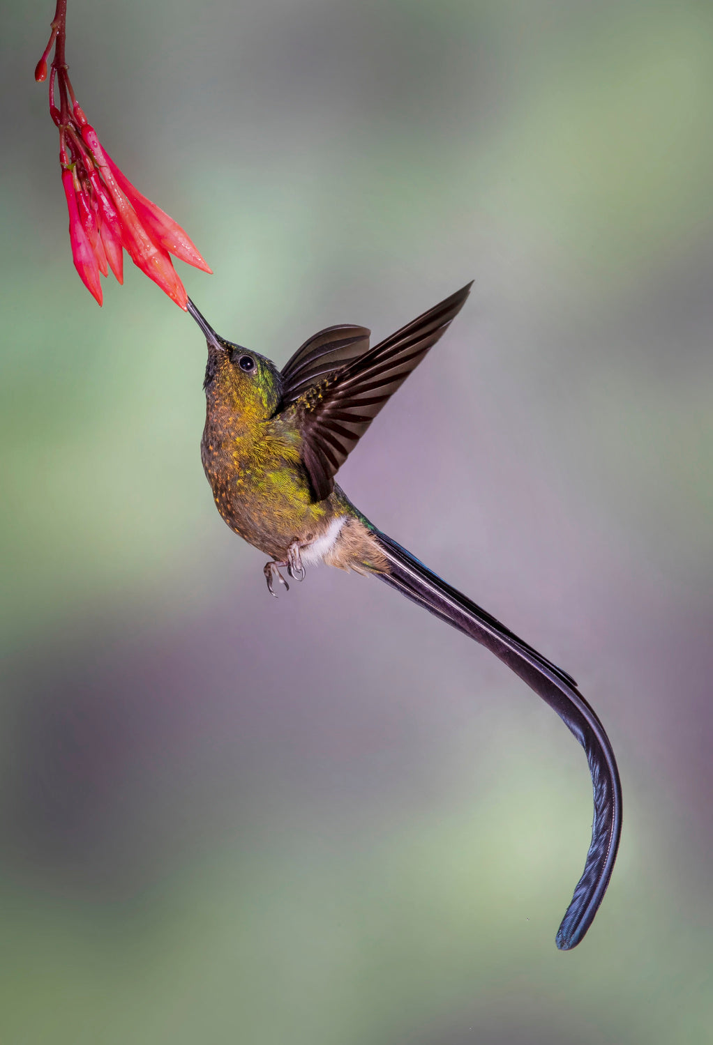 Elegant Violet-tailed Sylph Poster och Canvastavla