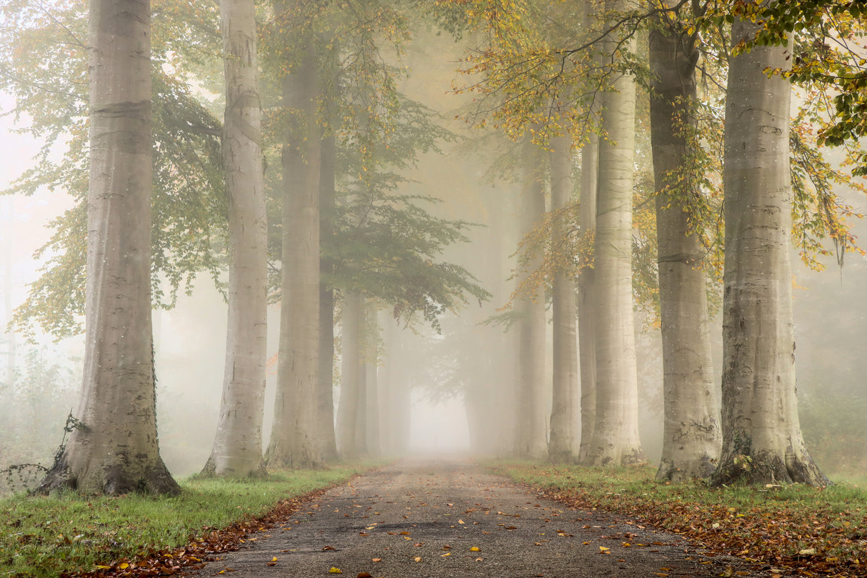 Beech trees in autumn fog Poster och Canvastavla