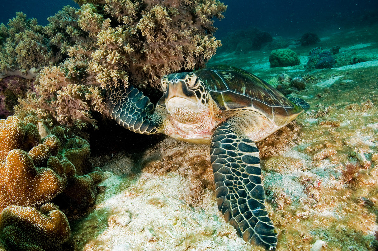 Sea Turtle Poster och Canvastavla