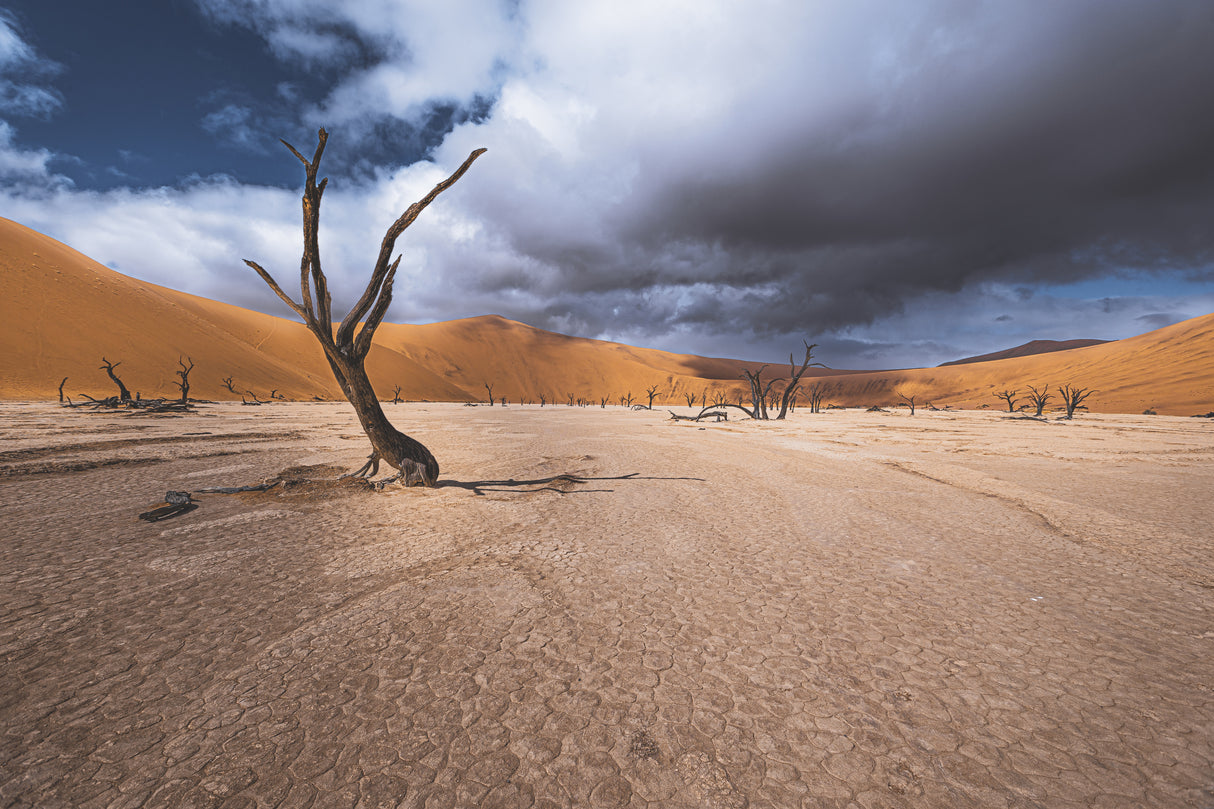 The past life of Deadvlei Poster och Canvastavla