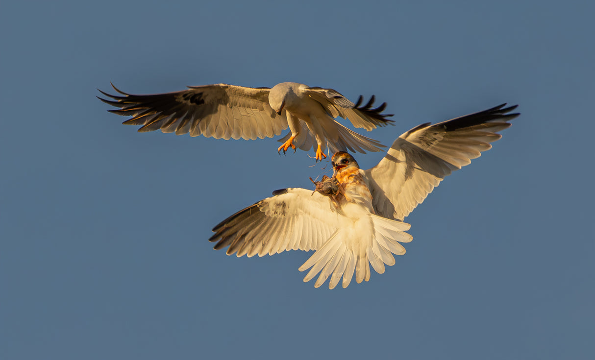White tailed kite Poster och Canvastavla