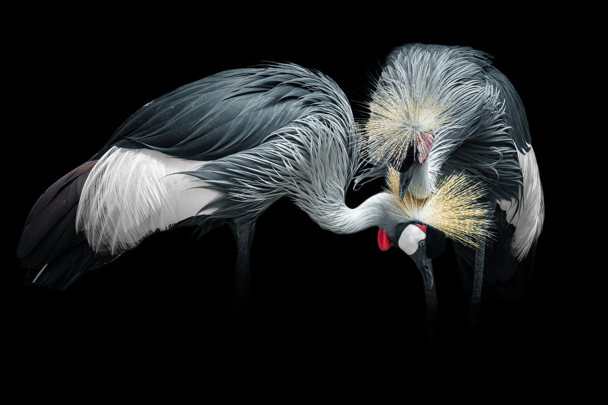 Grey Crowned Crane Poster och Canvastavla