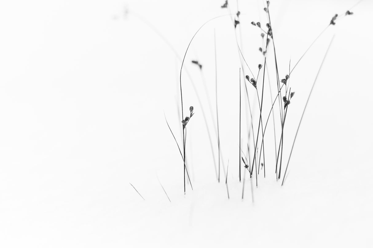 Black on White Poster och Canvastavla