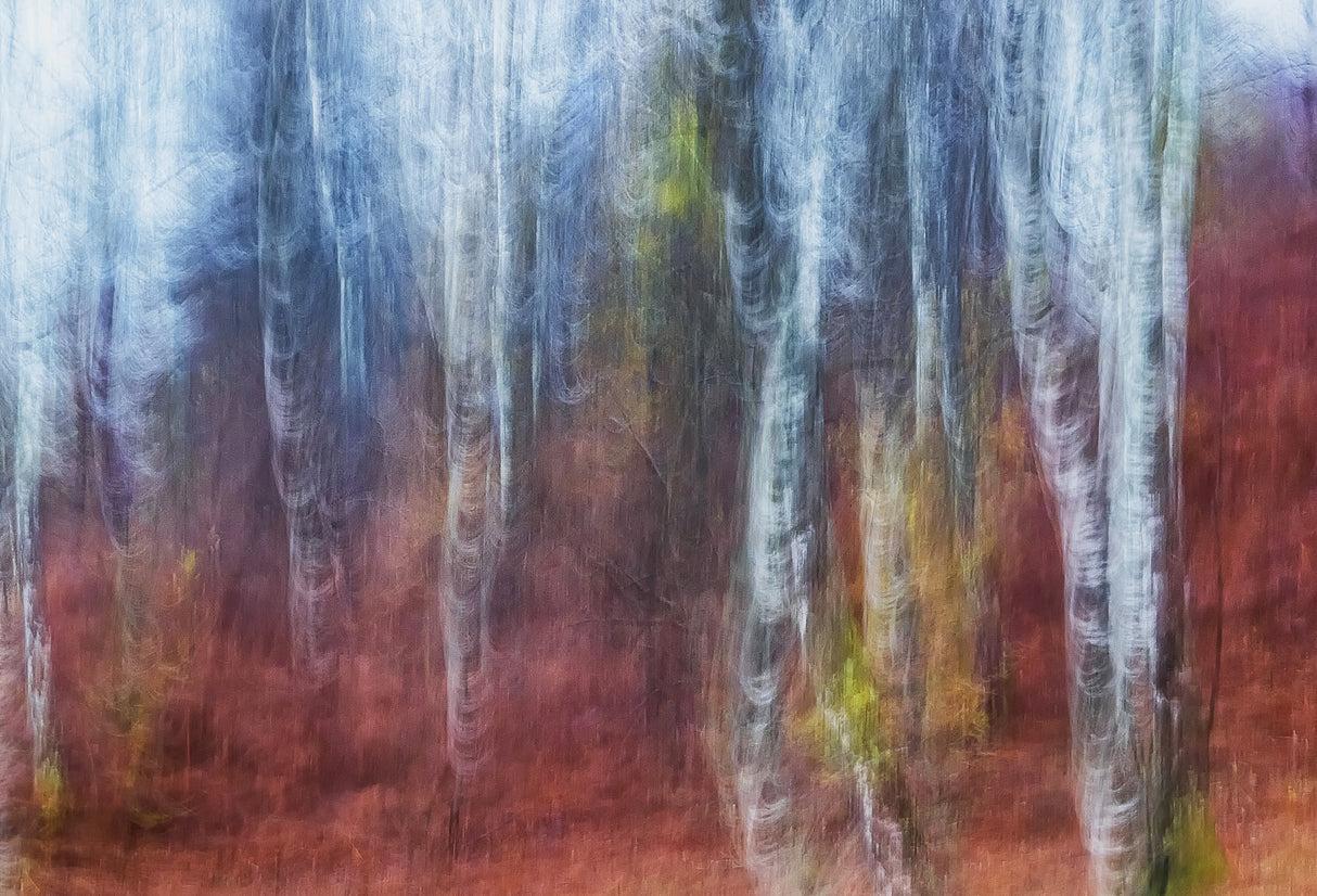Birch trees Poster och Canvastavla