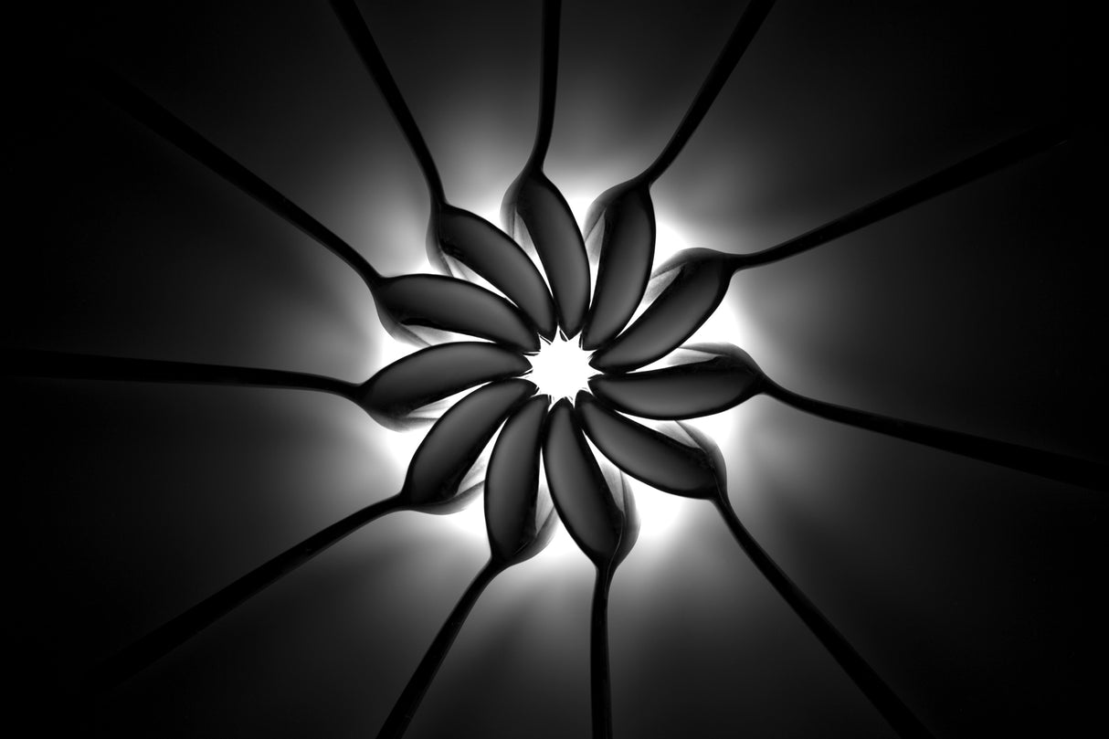 Black sunflower Poster och Canvastavla
