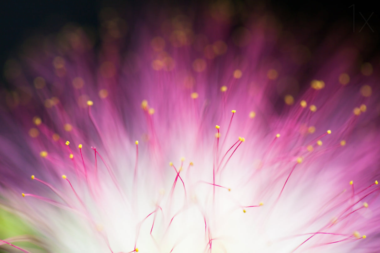 Elfin Poster och Canvastavla