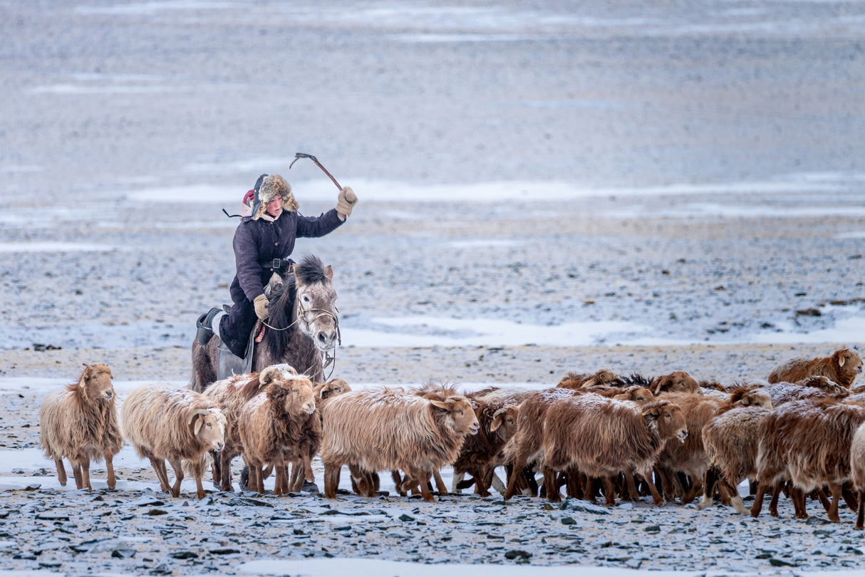 Eagle Hunter controlling his herd Poster och Canvastavla