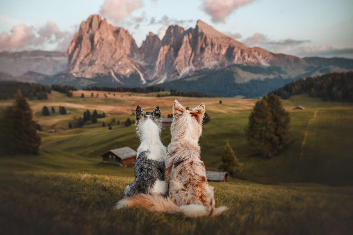 Family adventure Poster och Canvastavla