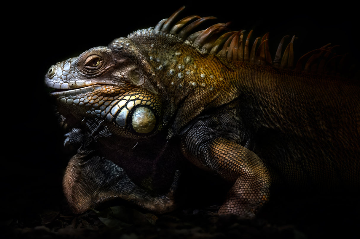 Iguana portrait: Lost in the evolution Poster och Canvastavla
