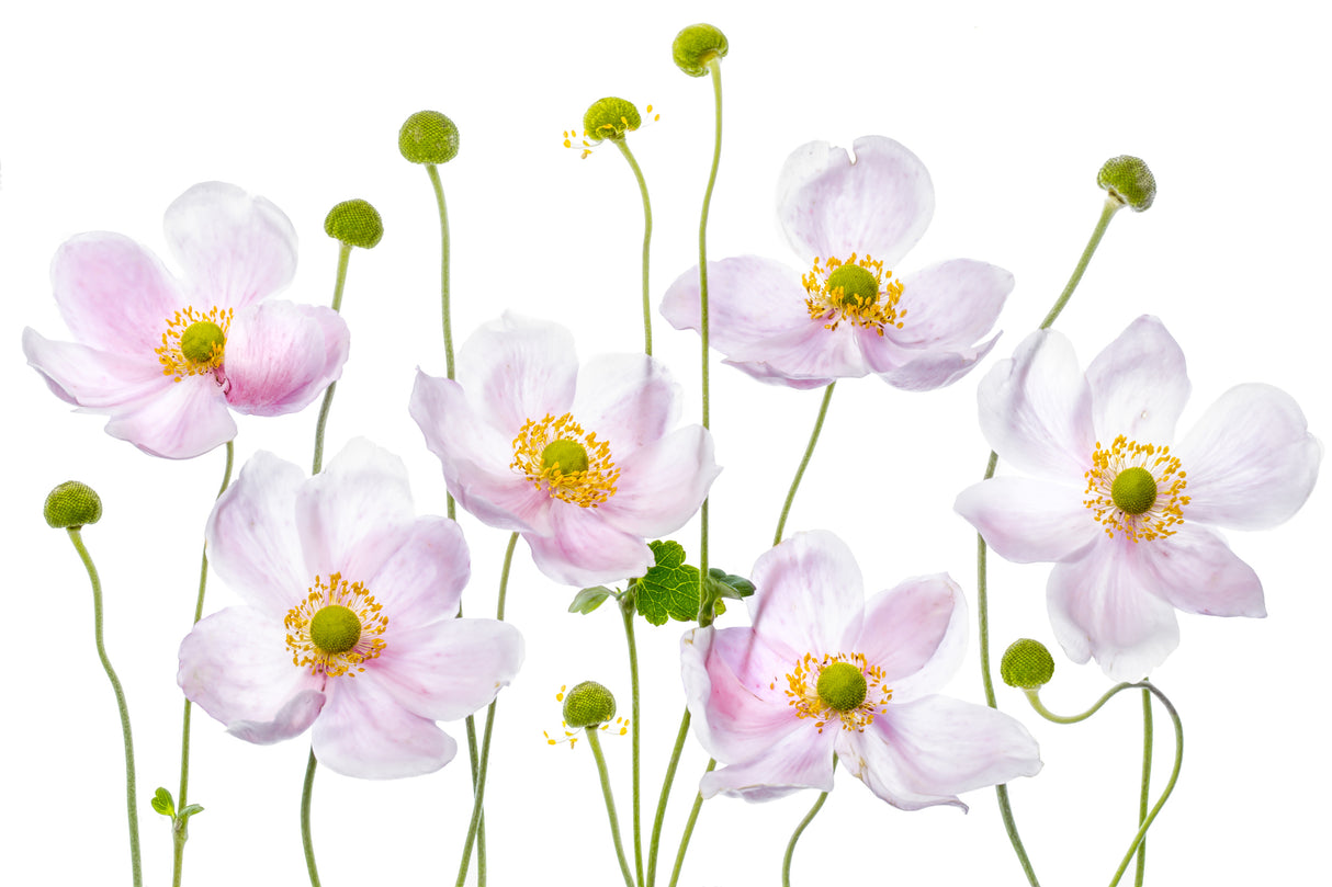 Japanese Anemones Poster och Canvastavla