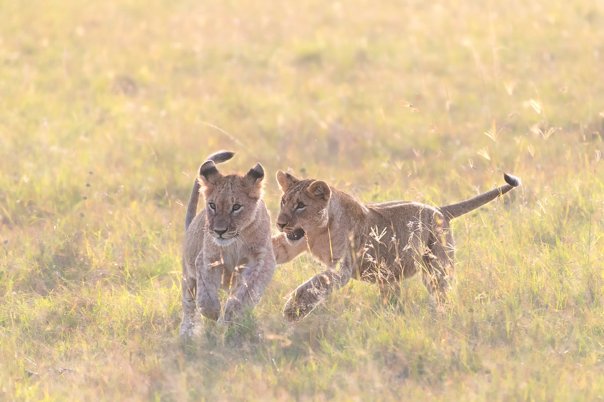 Playful cubs Poster och Canvastavla