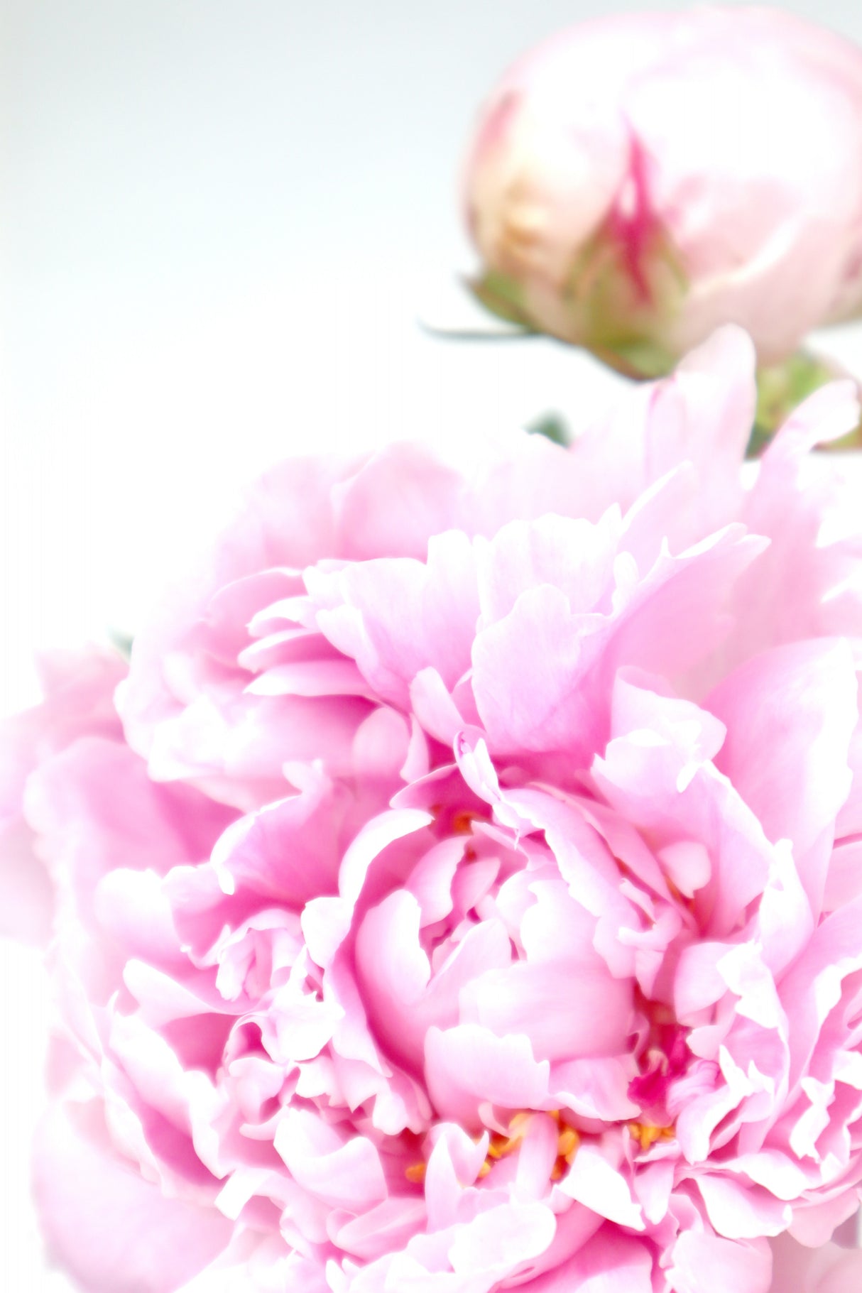 Pink peony IX Poster och Canvastavla