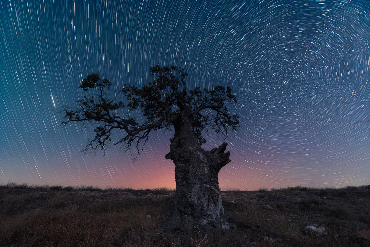 the circumpolar tree Poster och Canvastavla