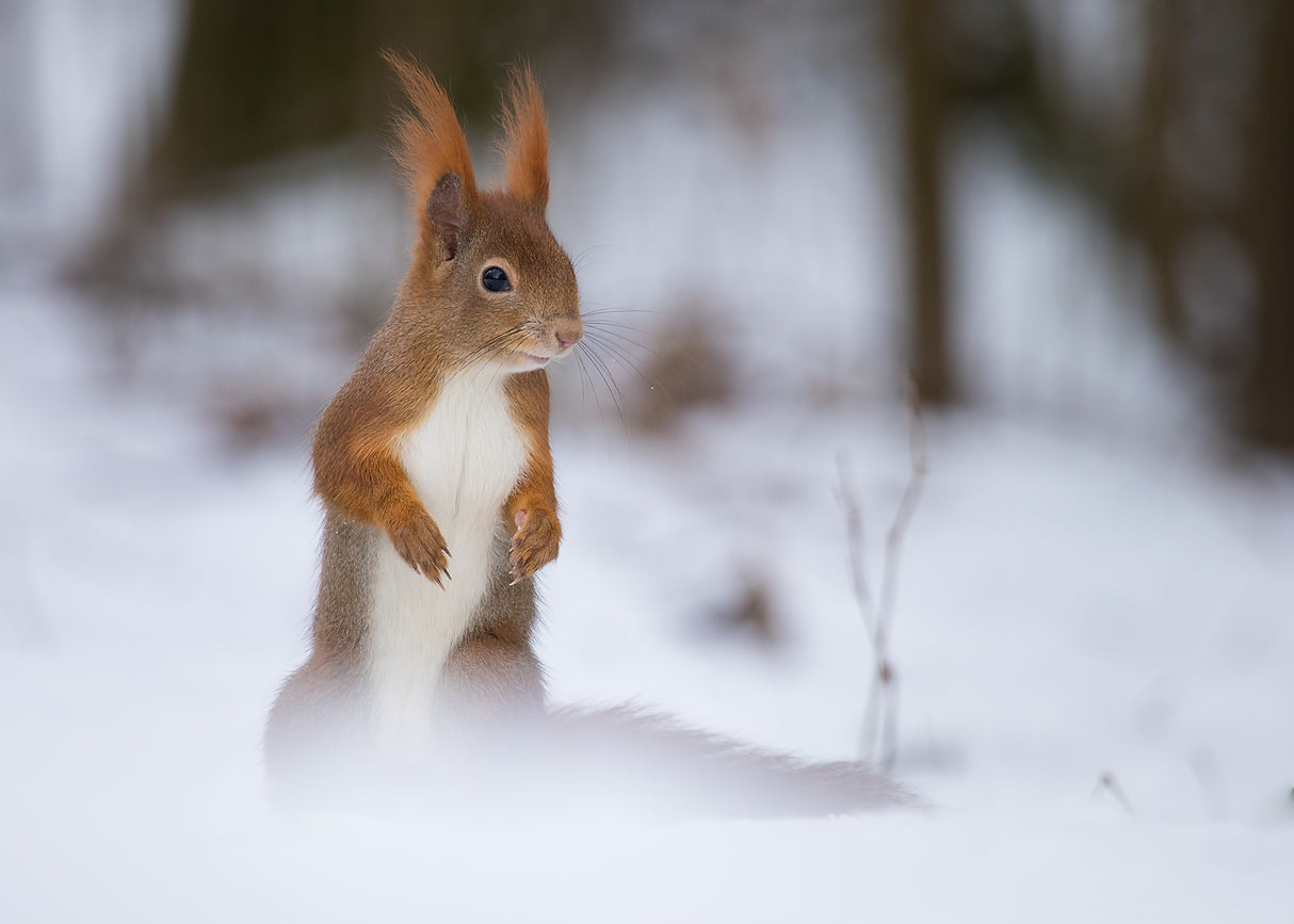 Squirrel Poster och Canvastavla