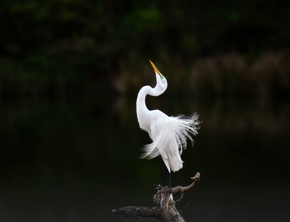 Egret in posing Poster och Canvastavla