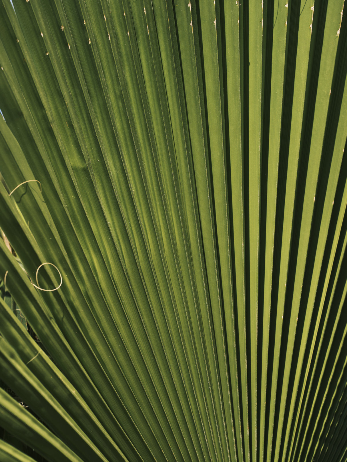 palm leaf Poster och Canvastavla