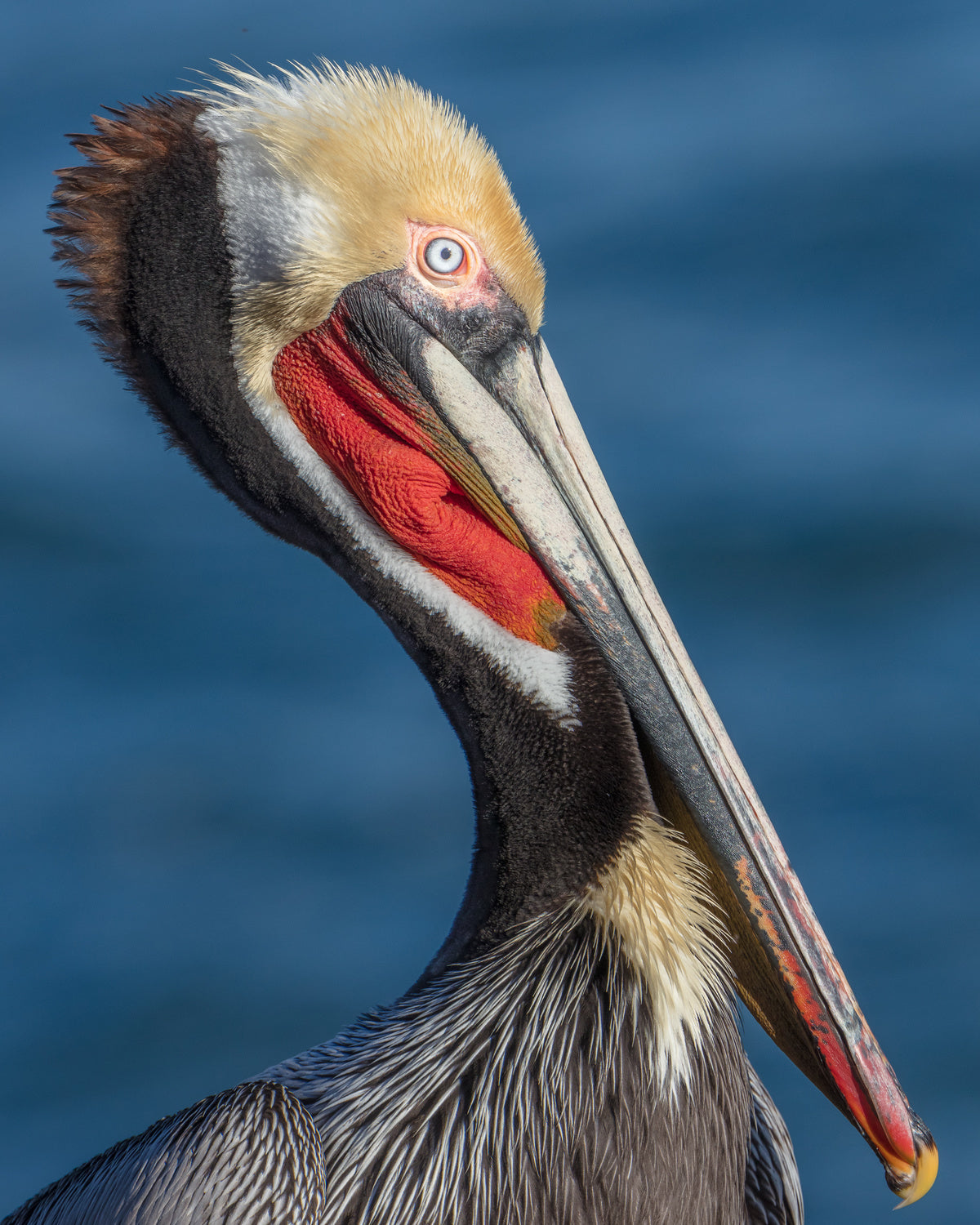 Peli portrait Poster och Canvastavla