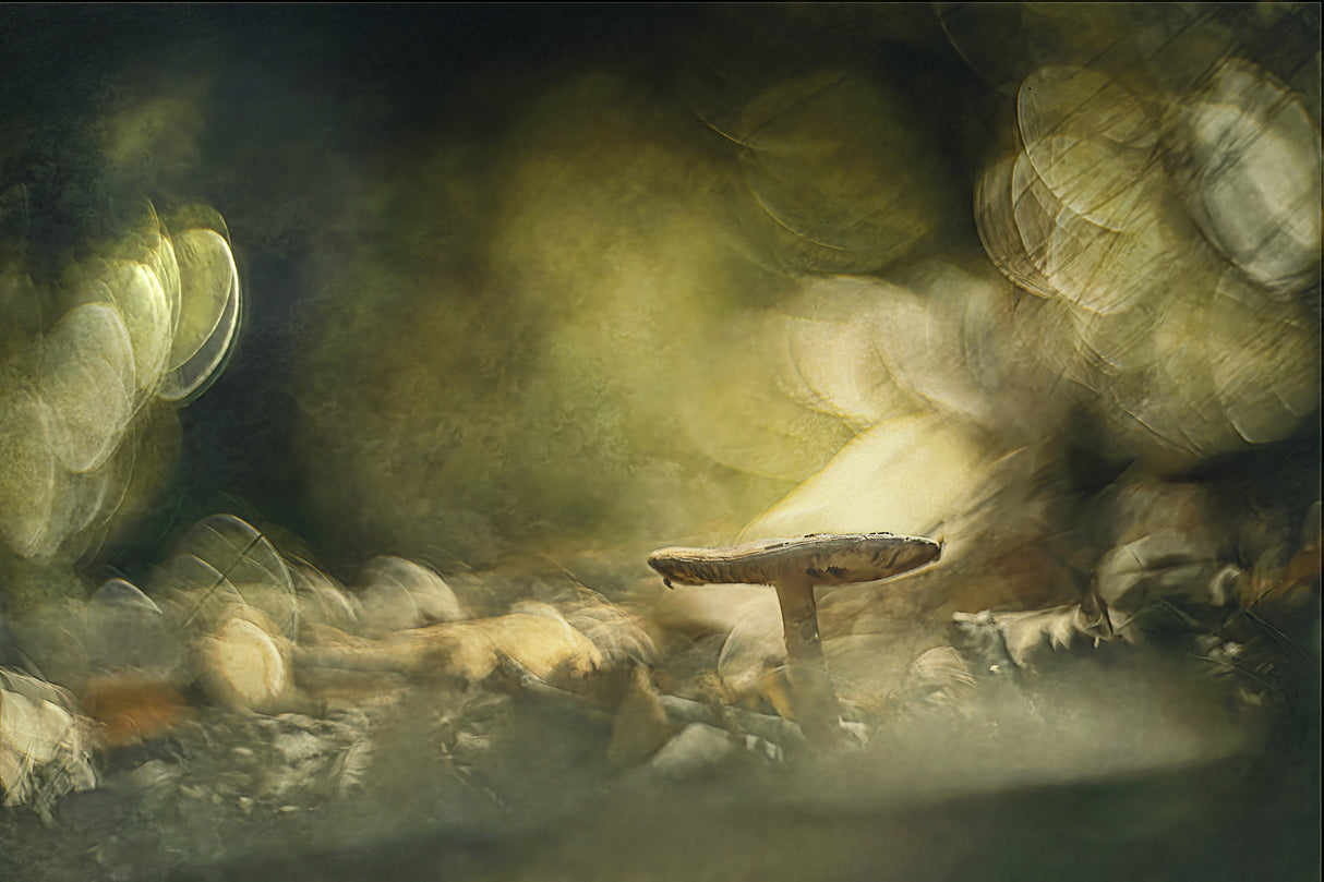 Where light is Poster och Canvastavla