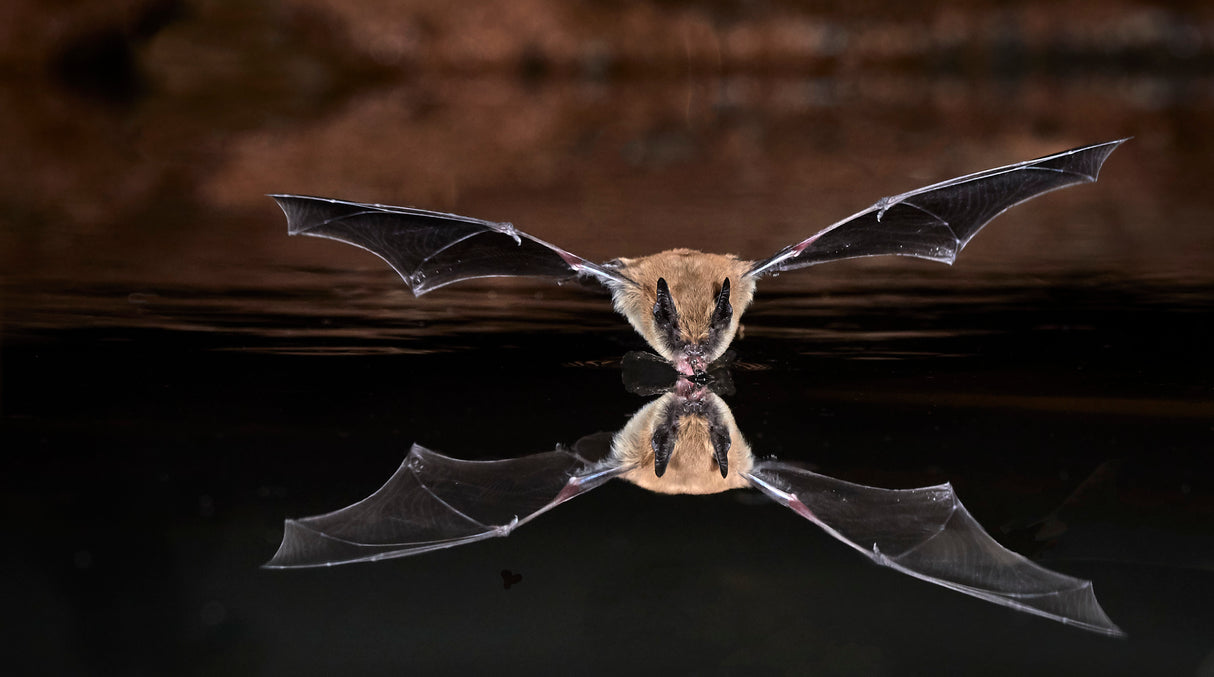 Drinking Bat Poster och Canvastavla