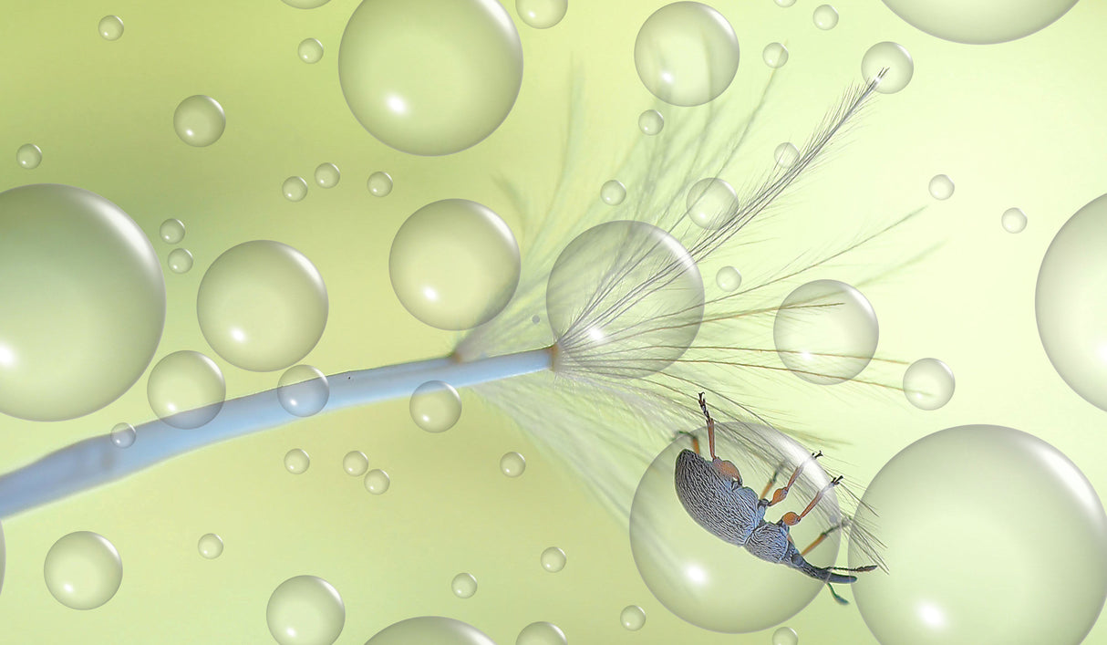 Sheltered in my bubble... Poster och Canvastavla