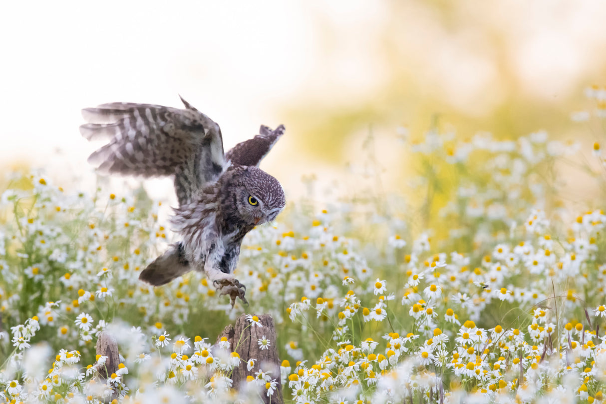 Landing at sunset Poster och Canvastavla